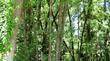 The edge of a small forest of Bay trees, Umbellularia californica in Sonoma County.