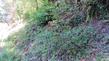 Amelanchier utahensis, Utah Service Berry up in Sonoma county.