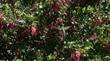 Two Anna Hummingbirds on a Ribes speciosum, Fuchsia Flowered Gooseberry.