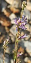 Penstemon rydbergii, Meadow Penstemon flowers, are clustered dainties, that are at home in a rock garden. 