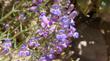 Osmini, Leaf cutter bee working the flowers of Penstemon incertus.