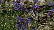 A Swallowtail Butterfly on Penstemon Margarita BOP