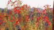 An Anna Hummingbird on a Johnston California Fuchsia.