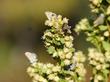 Baccharis pilularis consanguinea, Coyote Brush and Bush Baccharis