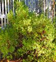 Xylococcus bicolor, Mission Manzanita.