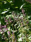 A Costa Hummingbird on Stachys chamissonis