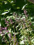 A Costa Hummingbird on Stachys chamissonis