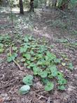 Asarum caudatum Wild Ginger