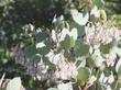 Mariposa Manzanita with Bumblebee.