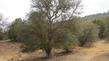  Quercus alvordiana, Eastmans Oak.