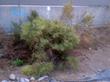 Baccharis pilularis var. consanguinea, Coyote Brush trying to establish a vacant lot in Los Angeles.