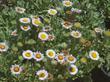 A short video of  Erigeron glaucus,  Cape Sebastian, Seaside Daisy