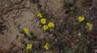 A short video of  Camissonia cheiranthifolia ssp. suffruticosa, Beach Evening Primrose and Suncup