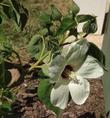  Hibiscus californica, Rose-Mallow flower, courtesy of Tara F.