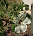  Hibiscus californica, Rose-Mallow flower, courtesy of Tara F. - grid24_24