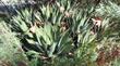 Agave shawii, Coastal Agave