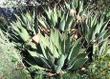 Agave shawii, Coastal Agave