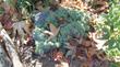 Petrophytum caespitosum, Rock Spiraea in Escondido