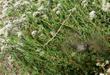 California Buckwheat with a Bewick's Wren. - grid24_24