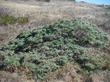 Artemisia pycnocephala  up in Sonoma County.