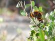 Arctostaphylos pilosula with Red Admiral Butterfly working flowers. - grid24_24