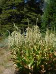 Corn Lily looks like a corn plant with funny flowers on top.By mid-summer the snow field looks like a dry pasture.