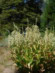 Corn Lily looks like a corn plant with funny flowers on top.By mid-summer the snow field looks like a dry pasture. - grid24_24