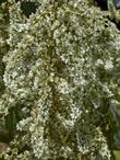 The Veratrum californicum, California corn lily, California false hellebore flowers.