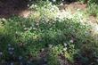  Monardella odoratissima ssp. pallida, Mountain Monardella under Lodge Pole Pines up in Sequoia. - grid24_24