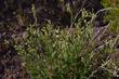 Desert Tobacco growing out in the Mojave Desert. Syn. Nicotinia trigonophylla - grid24_24