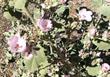 Malacothamnus davidsonii, Davidson's Bush Mallow planted in a Los Angeles Garden