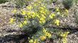 Senecio douglasii, Butterweed in a planting in Los Angeles.