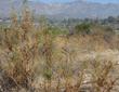 Baccharis viminea, Seep Willow or Mulefat in a wash between Pasadena, La Canada and Altadena.