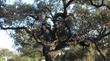 Quercus engelmannii, Mesa Oak, Mesa Live Oak, Engelmann Oak as a street tree.