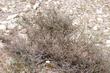 Range Ratany, Krameria parvifolia is invisible, until you look close. Hard to see this plant unless you get out of the car and walk a little. 