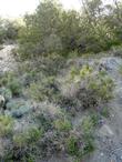 Opuntia phaeacantha,
Tulip Prickly Pear, Brownspine Prickly Pear Cactus, Purple-fruited Prickly Pear and Desert Prickly Pear in Juniper woodland - grid24_24