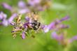 Black-tailed Bumble Bee (Bombus melanopygus) workinf flowers on Penstemon heterodoxus - grid24_24
