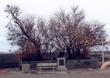 The last remaining Buttonwillow in Buttonwillow. These trees, srubs used to line the flood plains. - grid24_24