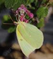 A California Dogface Butterfly on a  Ribes malvaceum, Pink Chaparral Currant