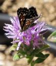Metal mark on  Monardella villosa subserrata,  Coyote Mint.