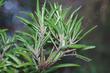 The leaves of Comarostaphylis diversifolia diversifolia are rolled almost like a stick of cinnamon.