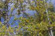 Ribes aureum gracillimum, Golden Currant on trellis.