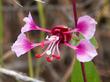 Clarkia unguiculata - grid24_24