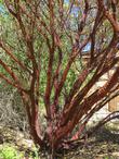  Arctostaphylos stanfordiana stanfordiana, Zin Manzanita, named by the founder of Las Pilitas Nursery for his Burmese son-in-law Zin. - grid24_24