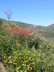 Adelaide Monkey Flower and Scarlet Bugler Penstemon 