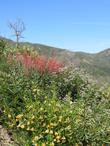 Adelaide Monkey Flower and Scarlet Bugler Penstemon  - grid24_24