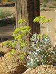 Eriogonum crocatum, Saffron Buckwheat is great as a sub for the high desert Sulfur buckwheat in coastal areas where it languishes.  - grid24_24