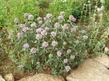 Monardella villosa in an herb garden.