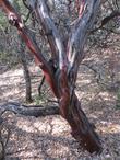 Mariposa Manzanita, Arctostaphylos mariposa, has blue gray foliage and a deep red bark. 