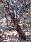 Mariposa Manzanita, Arctostaphylos mariposa, has blue gray foliage and a deep red bark.  - grid24_24